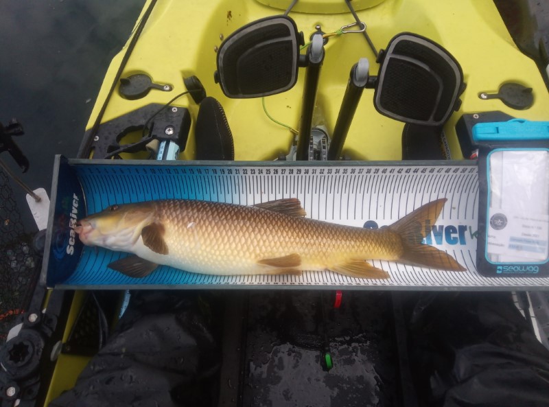 Fish Measure Picture