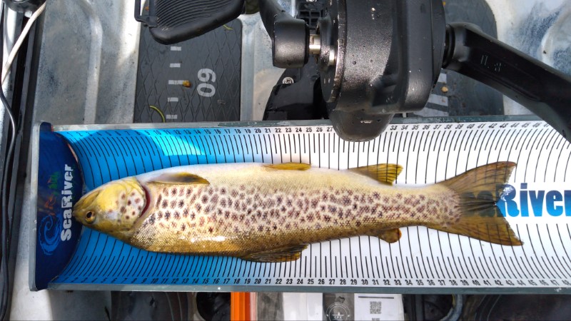 Fish Measure Picture