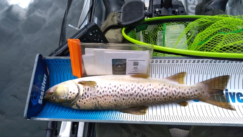 Fish Measure Picture