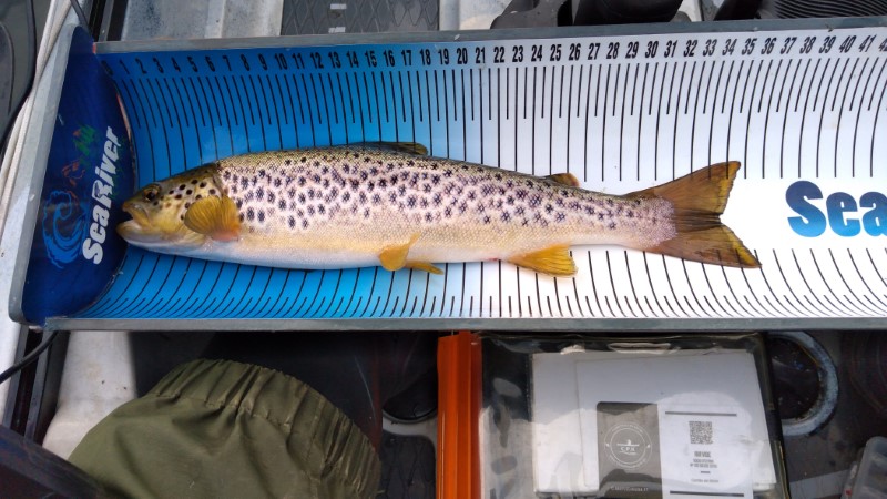 Fish Measure Picture