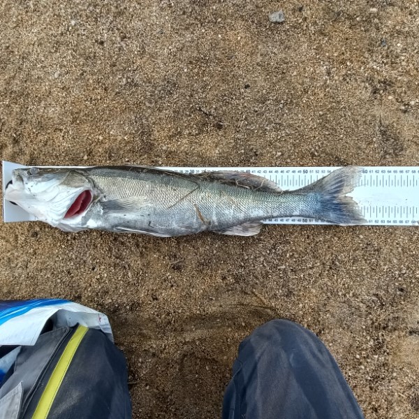 Fish Measure Picture