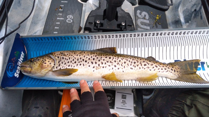 Fish Measure Picture