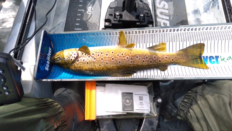 Fish Measure Picture