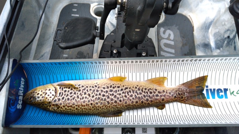 Fish Measure Picture