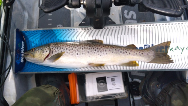 Fish Measure Picture