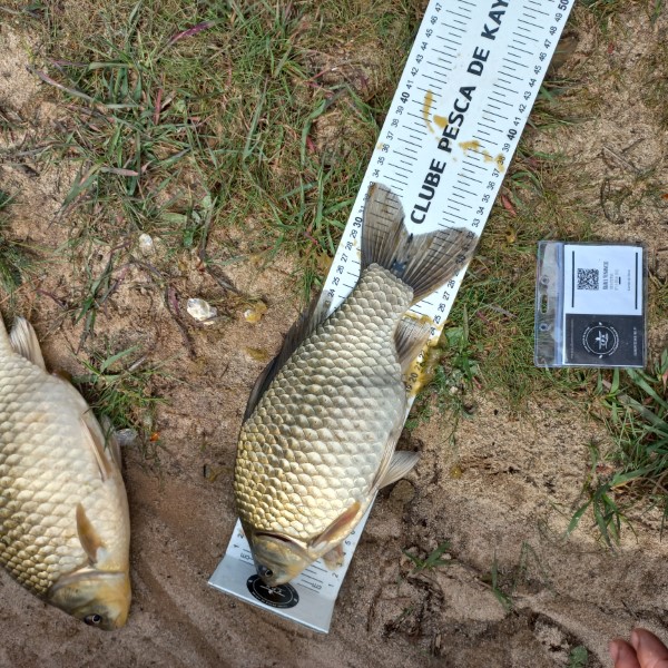 Fish Measure Picture