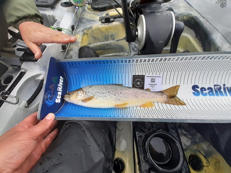 Fish Measure Picture