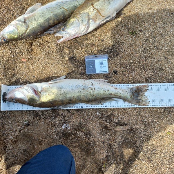 Fish Measure Picture