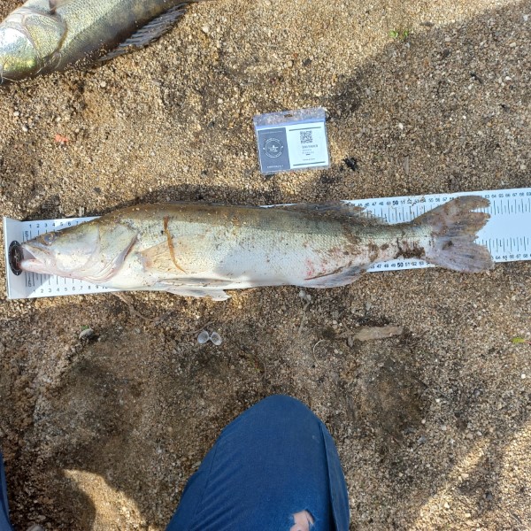 Fish Measure Picture