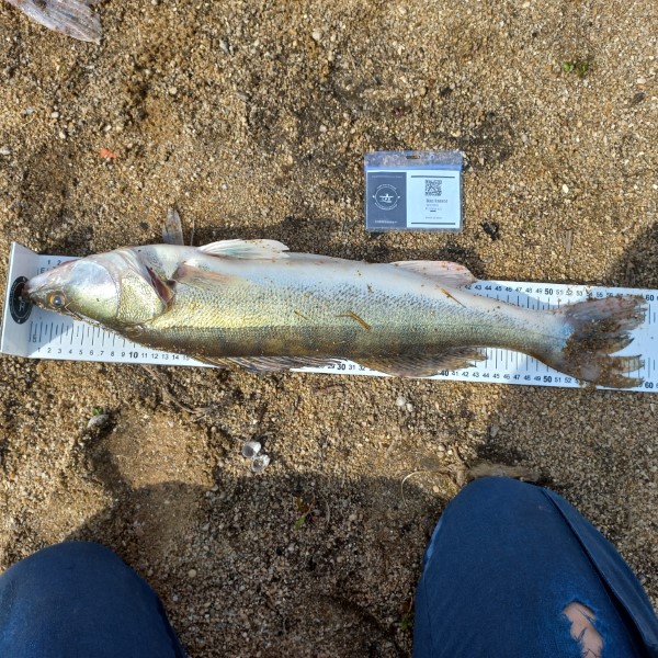 Fish Measure Picture