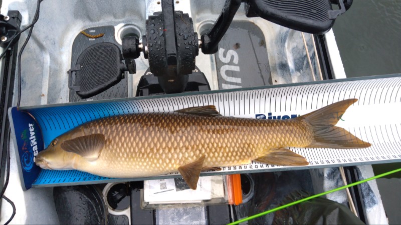 Fish Measure Picture