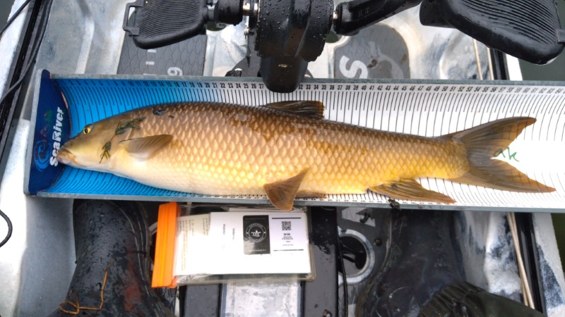 Fish Profile Picture
