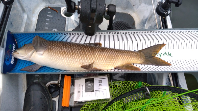 Fish Measure Picture