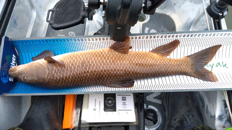 Fish Measure Picture