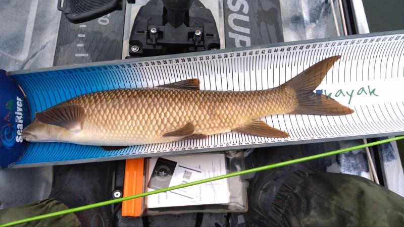Fish Measure Picture