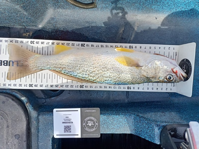 Fish Measure Picture