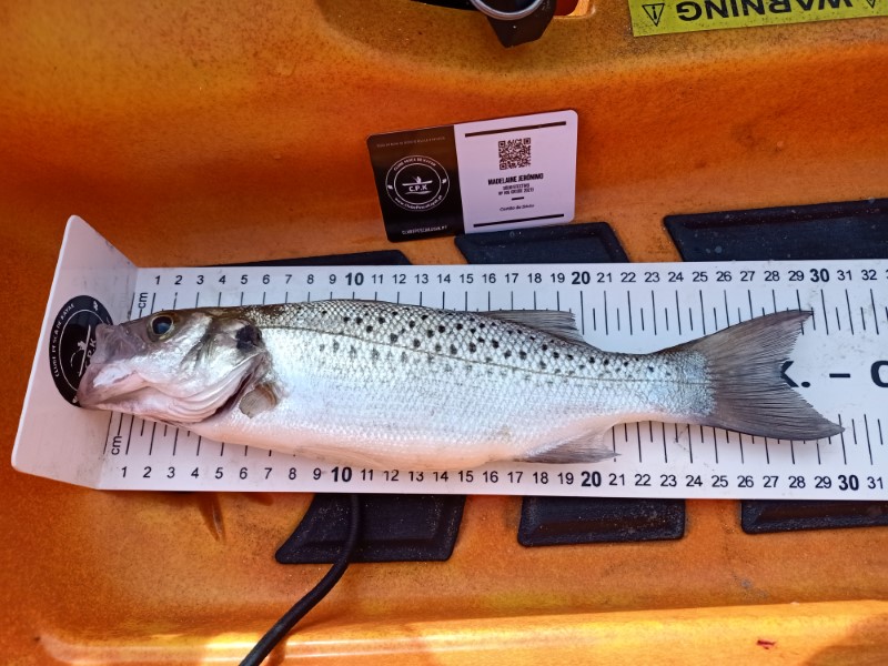 Fish Measure Picture