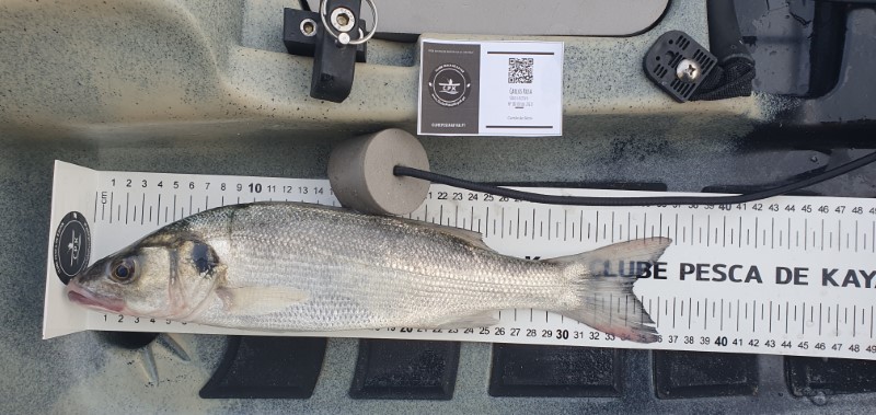 Fish Measure Picture