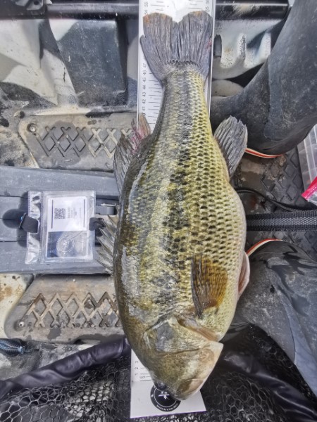Fish Measure Picture