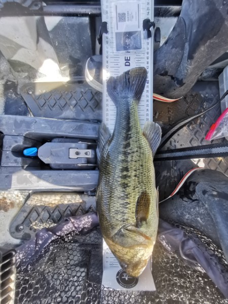 Fish Measure Picture