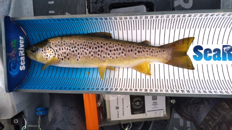 Fish Measure Picture