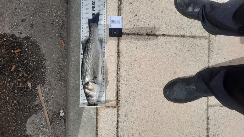 Fish Measure Picture