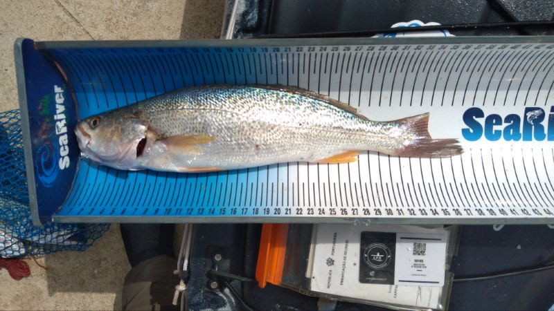 Fish Measure Picture