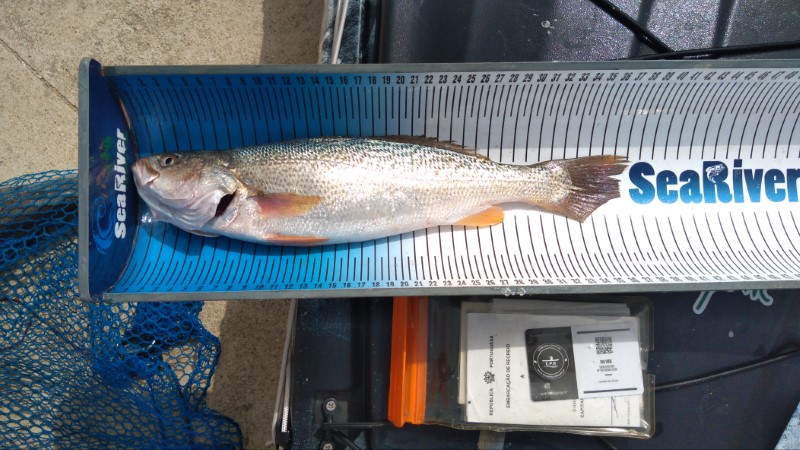 Fish Measure Picture