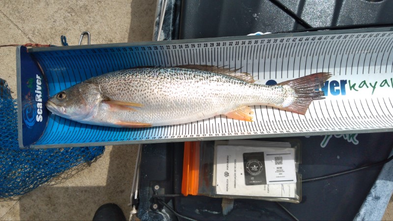 Fish Measure Picture