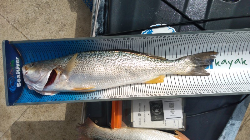 Fish Measure Picture