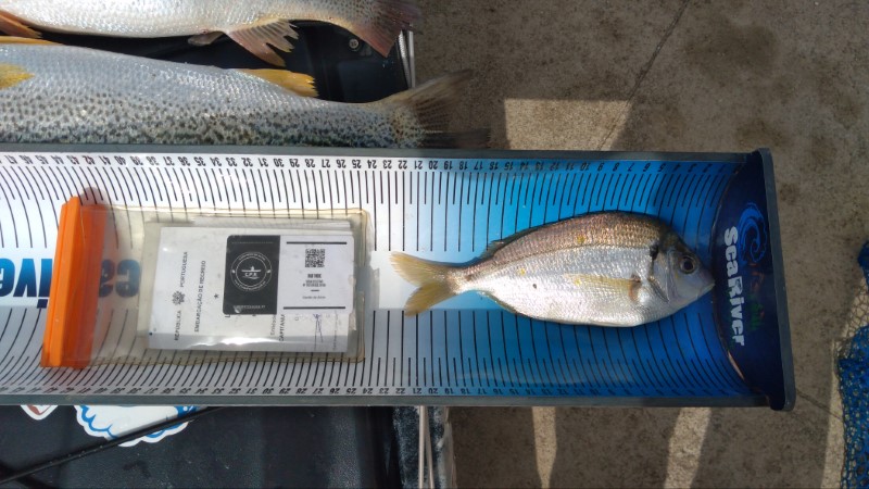 Fish Measure Picture