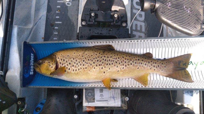 Fish Measure Picture