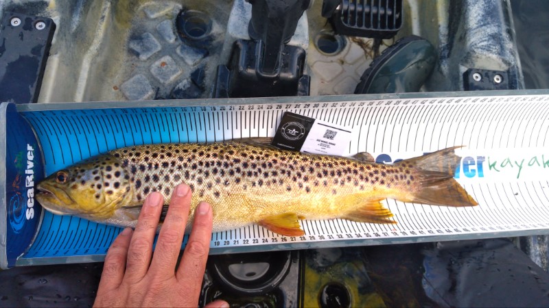 Fish Measure Picture