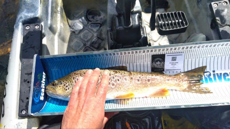 Fish Measure Picture