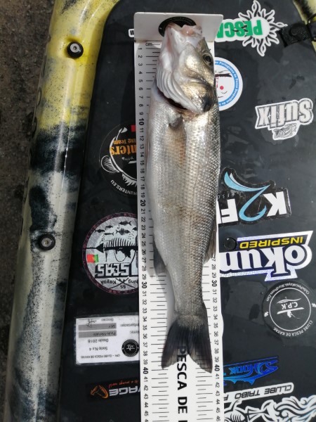 Fish Measure Picture