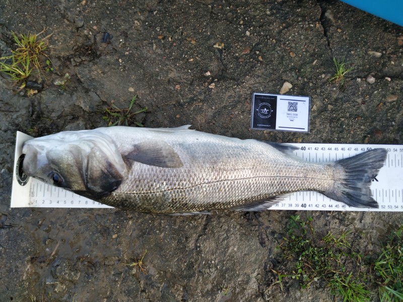 Fish Measure Picture