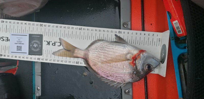 Fish Measure Picture