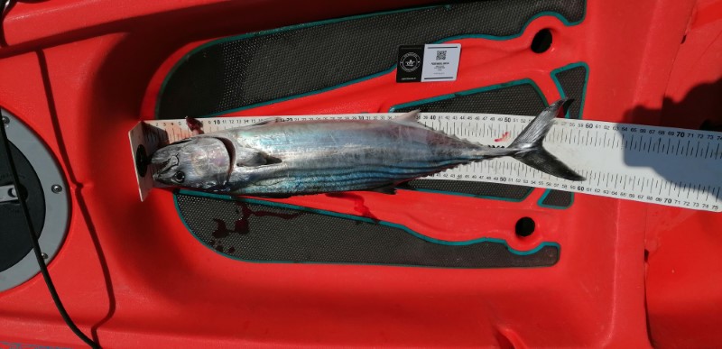Fish Measure Picture