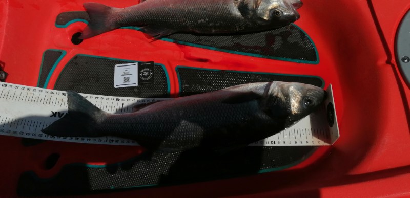 Fish Measure Picture