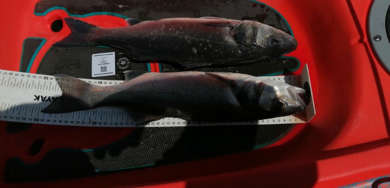 Fish Measure Picture