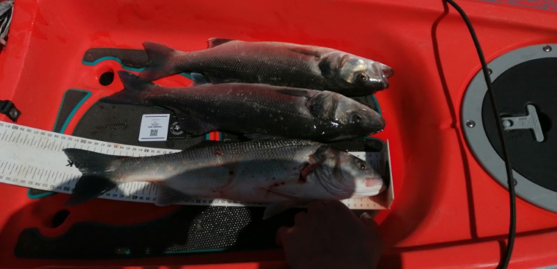 Fish Measure Picture