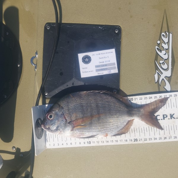 Fish Measure Picture