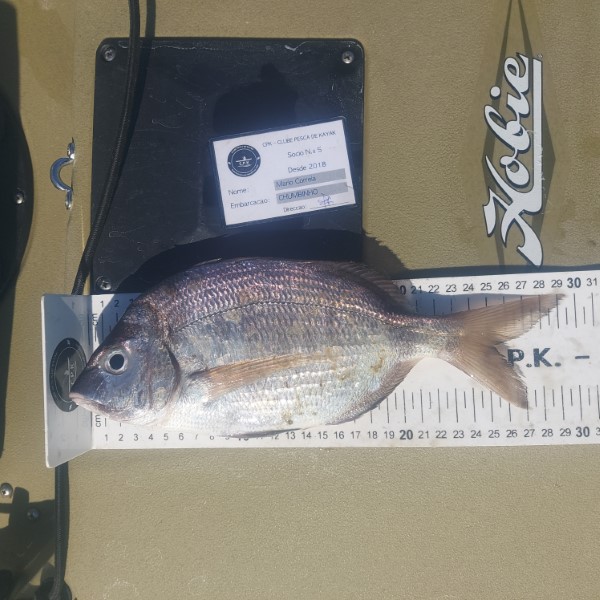 Fish Measure Picture