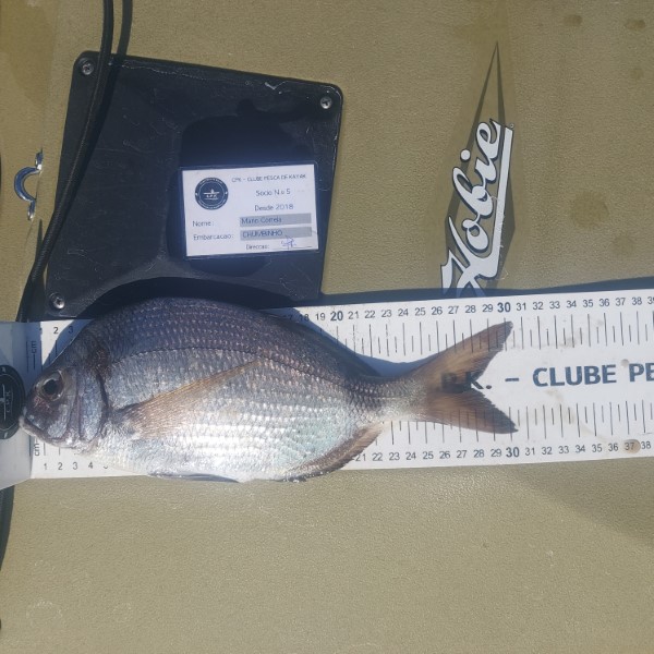 Fish Measure Picture