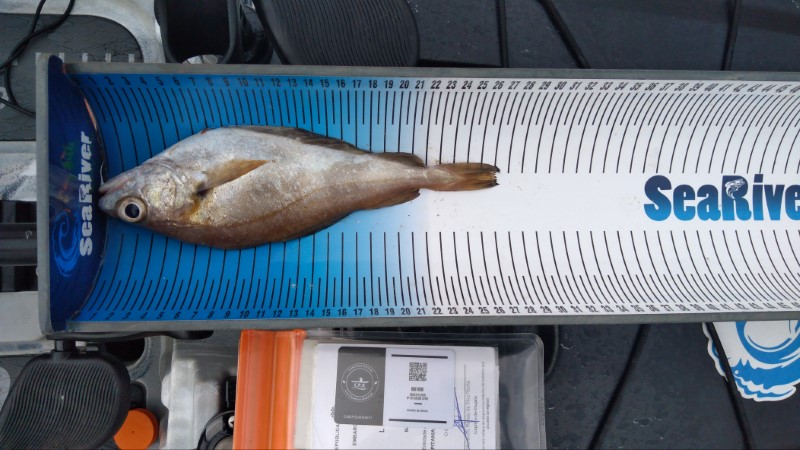 Fish Measure Picture