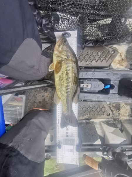 Fish Measure Picture