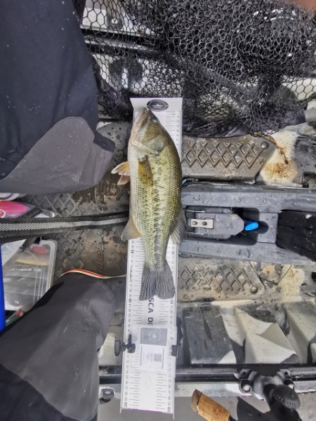 Fish Measure Picture