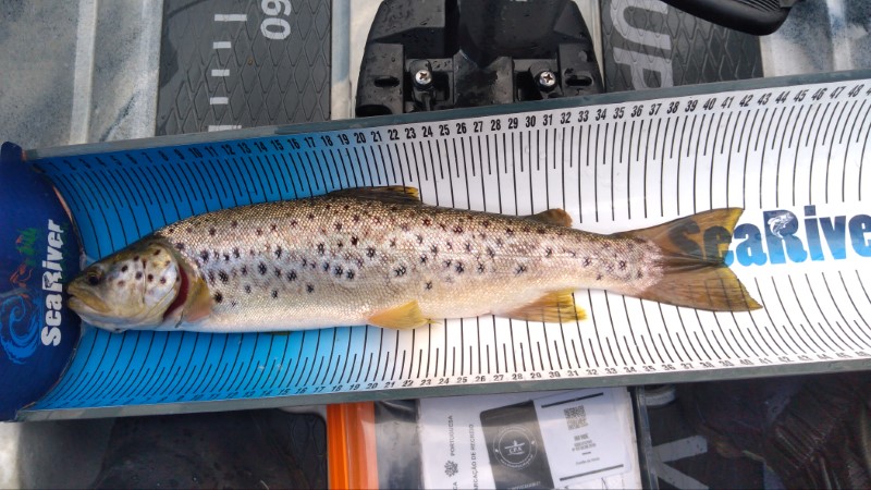 Fish Measure Picture