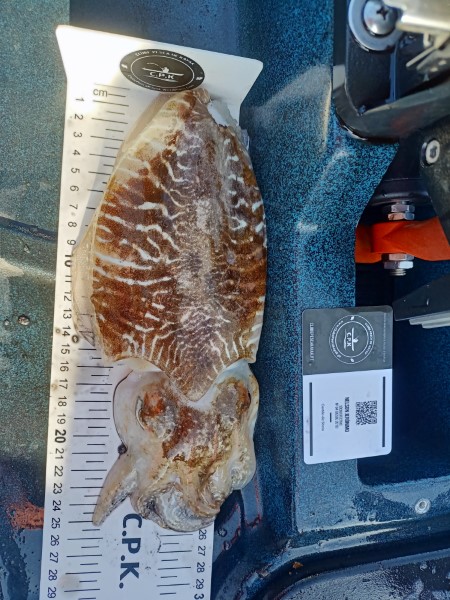 Fish Measure Picture