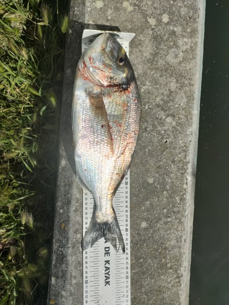 Fish Measure Picture